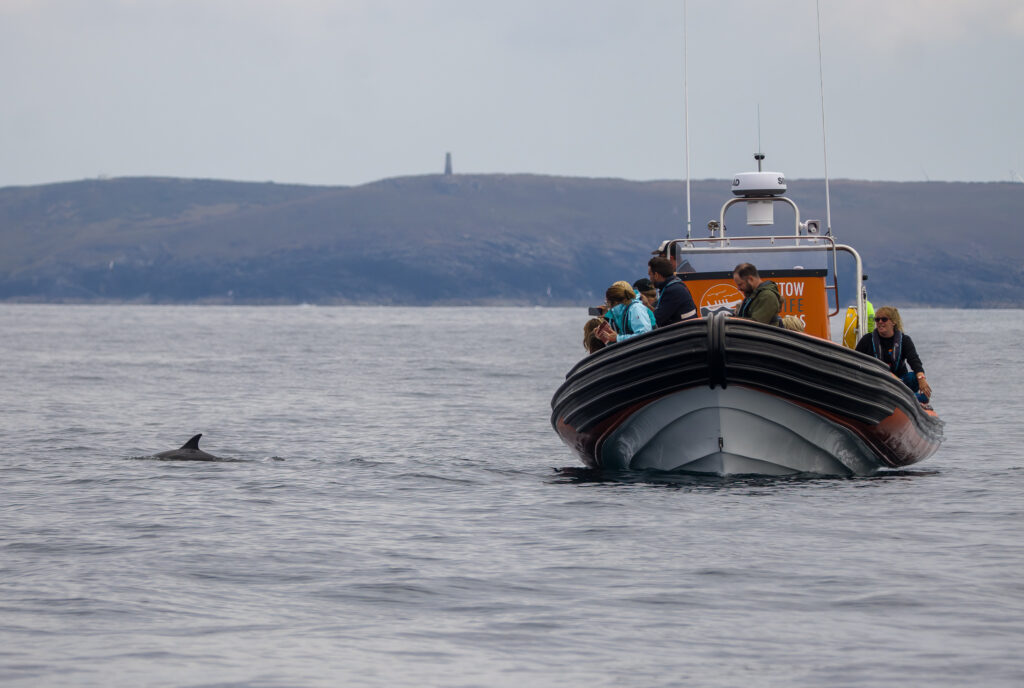 Padstow Sealife safari. People on the boat looking at a Dolphin in the water.